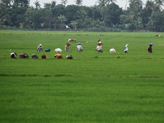 Paddy Fields